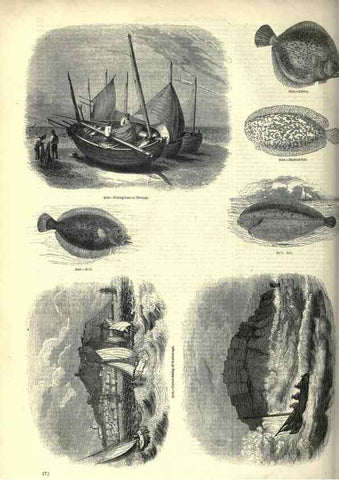 Reproducción/Reproduction 7740055260: The pictorial museum of animated nature .... London :C. Cox,[1844?]