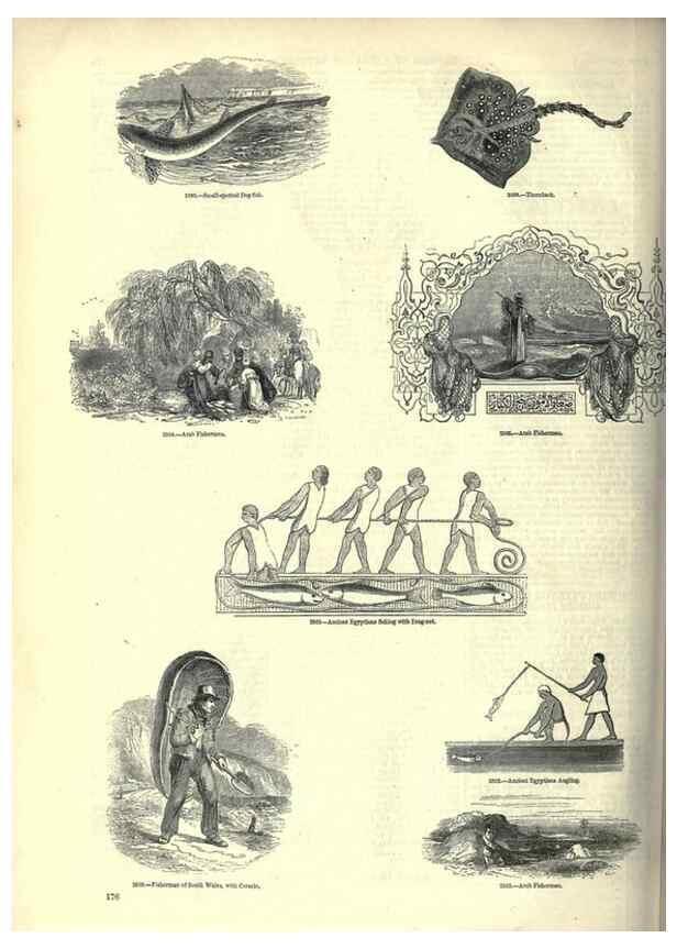 Reproducción/Reproduction 7740057358: The pictorial museum of animated nature .... London :C. Cox,[1844?]