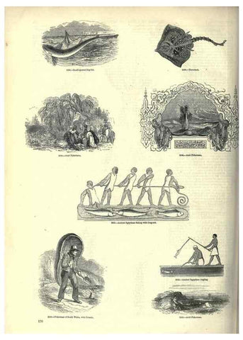 Reproducción/Reproduction 7740057358: The pictorial museum of animated nature .... London :C. Cox,[1844?]
