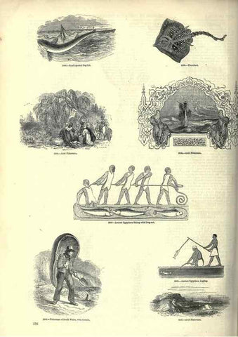 Reproducción/Reproduction 7740057358: The pictorial museum of animated nature .... London :C. Cox,[1844?]