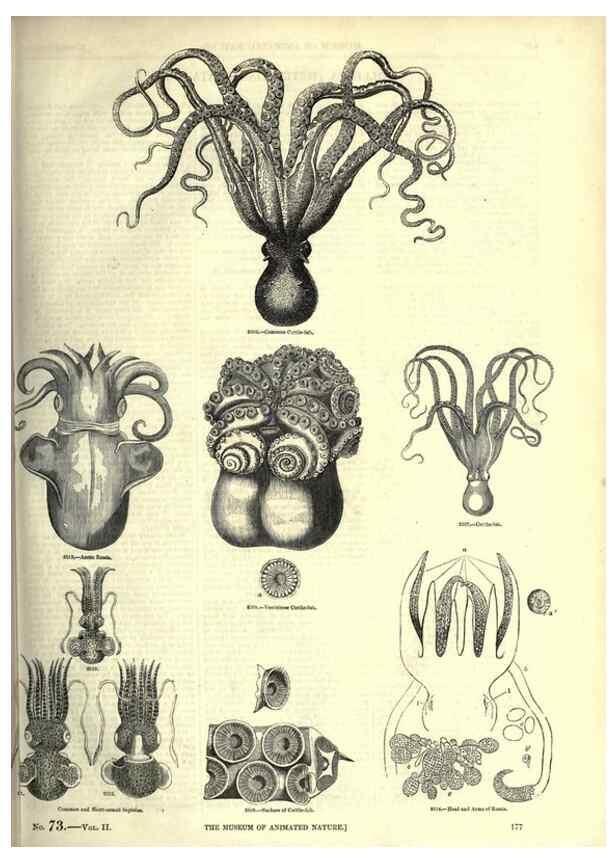 Reproducción/Reproduction 7740058402: The pictorial museum of animated nature .... London :C. Cox,[1844?]