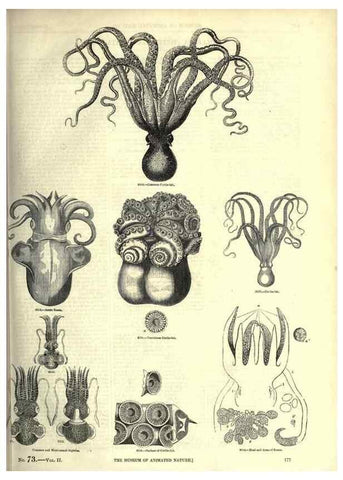 Reproducción/Reproduction 7740058402: The pictorial museum of animated nature .... London :C. Cox,[1844?]
