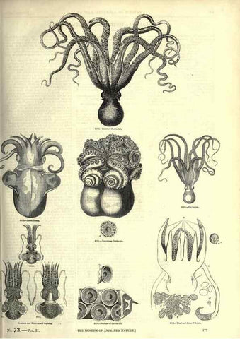 Reproducción/Reproduction 7740058402: The pictorial museum of animated nature .... London :C. Cox,[1844?]