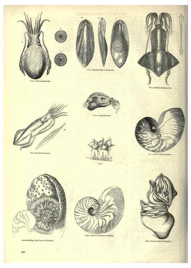 Reproducción/Reproduction 7740059586: The pictorial museum of animated nature .... London :C. Cox,[1844?]