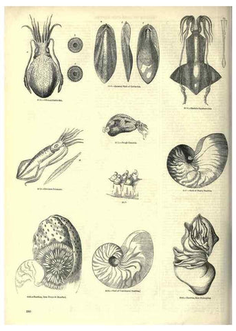 Reproducción/Reproduction 7740059586: The pictorial museum of animated nature .... London :C. Cox,[1844?]