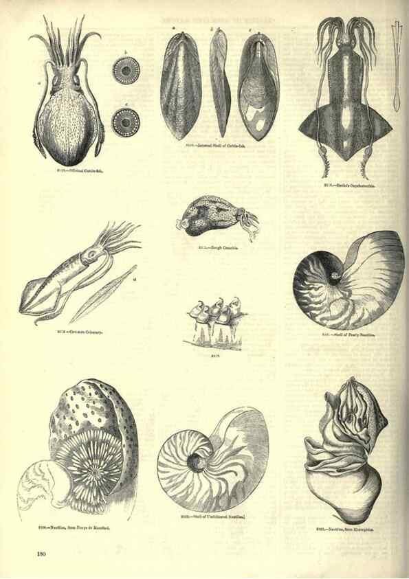 Reproducción/Reproduction 7740059586: The pictorial museum of animated nature .... London :C. Cox,[1844?]