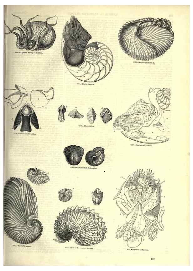 Reproducción/Reproduction 7740060772: The pictorial museum of animated nature .... London :C. Cox,[1844?]