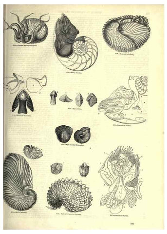 Reproducción/Reproduction 7740060772: The pictorial museum of animated nature .... London :C. Cox,[1844?]
