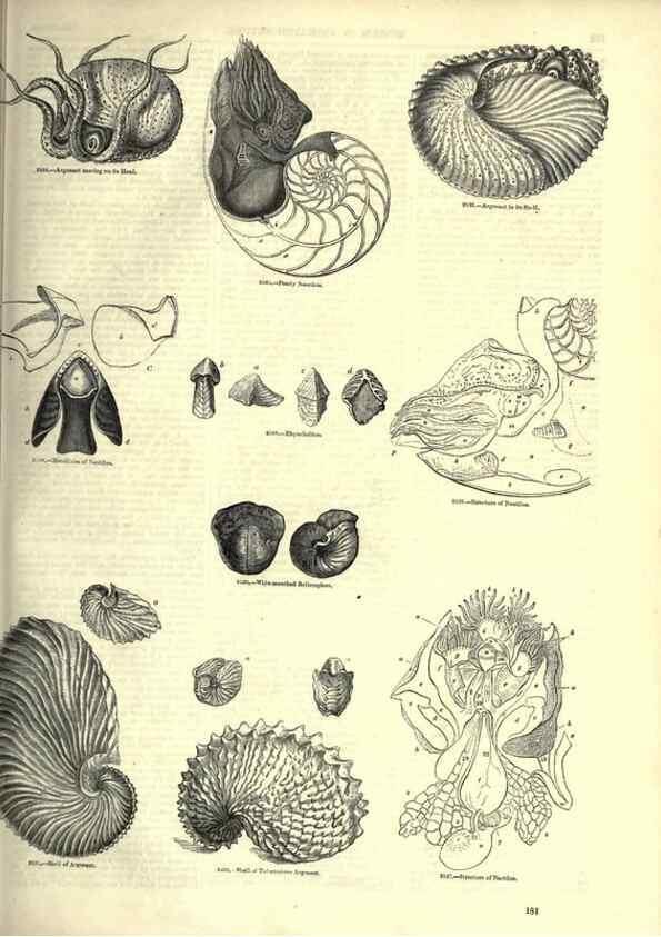 Reproducción/Reproduction 7740060772: The pictorial museum of animated nature .... London :C. Cox,[1844?]