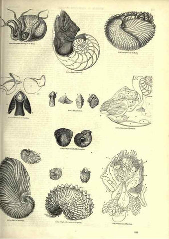 Reproducción/Reproduction 7740060772: The pictorial museum of animated nature .... London :C. Cox,[1844?]