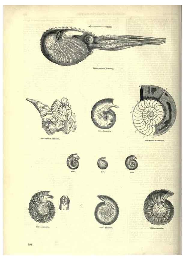 Reproducción/Reproduction 7740061758: The pictorial museum of animated nature .... London :C. Cox,[1844?]