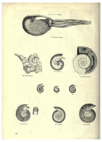 Reproducción/Reproduction 7740061758: The pictorial museum of animated nature .... London :C. Cox,[1844?]