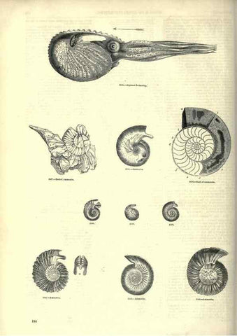 Reproducción/Reproduction 7740061758: The pictorial museum of animated nature .... London :C. Cox,[1844?]