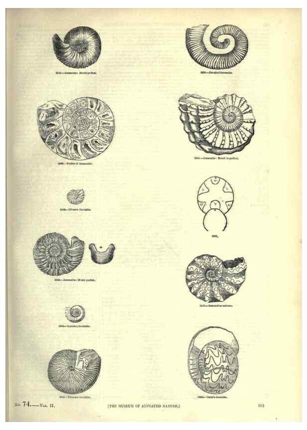 Reproducción/Reproduction 7740062838: The pictorial museum of animated nature .... London :C. Cox,[1844?]