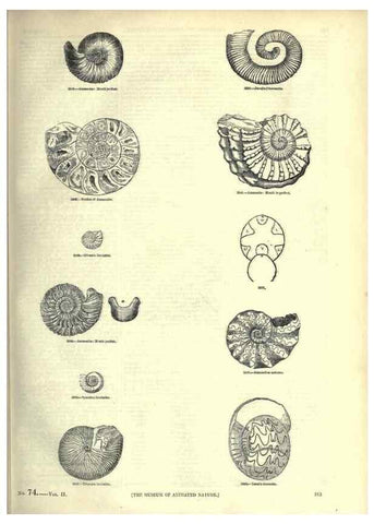 Reproducción/Reproduction 7740062838: The pictorial museum of animated nature .... London :C. Cox,[1844?]