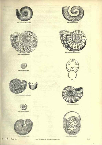 Reproducción/Reproduction 7740062838: The pictorial museum of animated nature .... London :C. Cox,[1844?]