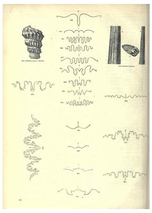Reproducción/Reproduction 7740063780: The pictorial museum of animated nature .... London :C. Cox,[1844?]