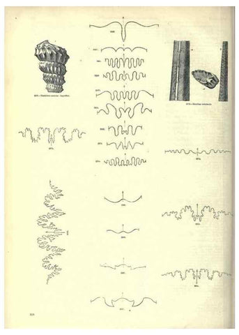 Reproducción/Reproduction 7740063780: The pictorial museum of animated nature .... London :C. Cox,[1844?]