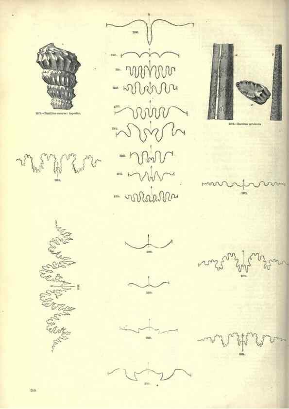 Reproducción/Reproduction 7740063780: The pictorial museum of animated nature .... London :C. Cox,[1844?]