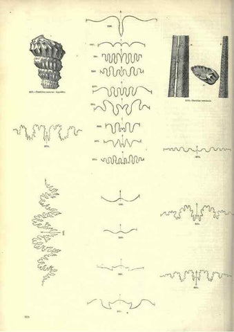 Reproducción/Reproduction 7740063780: The pictorial museum of animated nature .... London :C. Cox,[1844?]