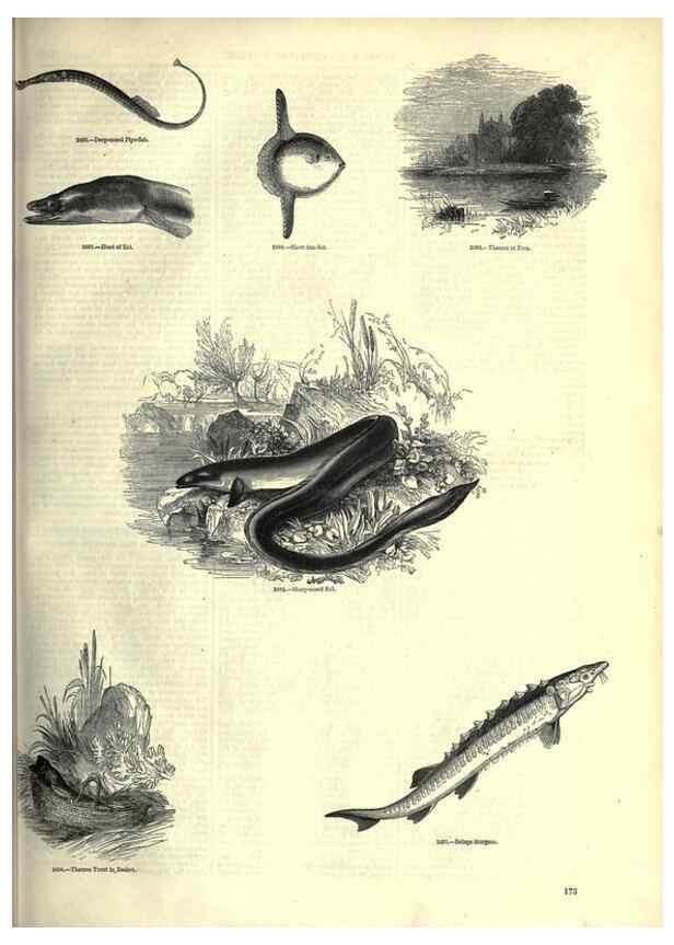 Reproducción/Reproduction 7740056284: The pictorial museum of animated nature .... London :C. Cox,[1844?]