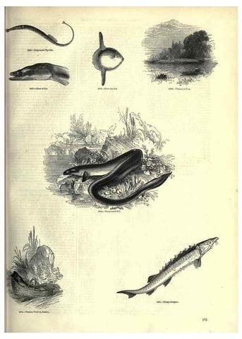 Reproducción/Reproduction 7740056284: The pictorial museum of animated nature .... London :C. Cox,[1844?]