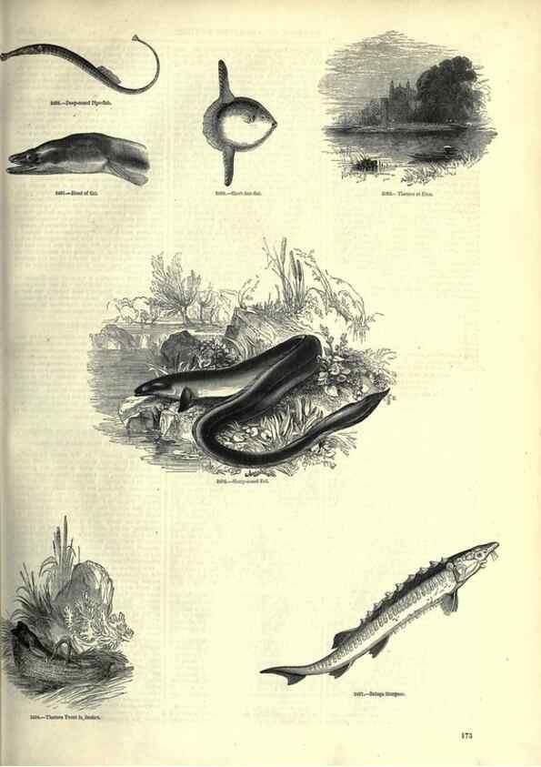 Reproducción/Reproduction 7740056284: The pictorial museum of animated nature .... London :C. Cox,[1844?]