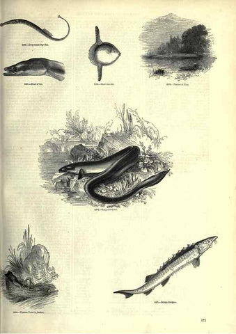 Reproducción/Reproduction 7740056284: The pictorial museum of animated nature .... London :C. Cox,[1844?]