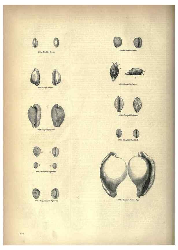 Reproducción/Reproduction 7740084936: The pictorial museum of animated nature .... London :C. Cox,[1844?]