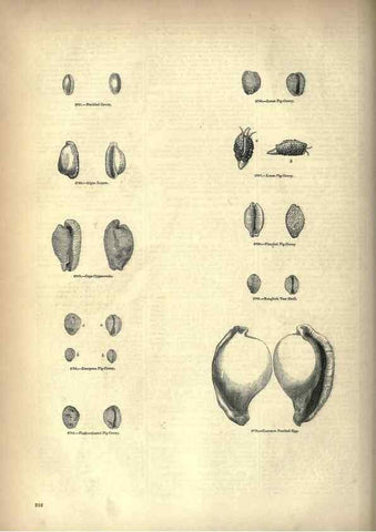 Reproducción/Reproduction 7740084936: The pictorial museum of animated nature .... London :C. Cox,[1844?]