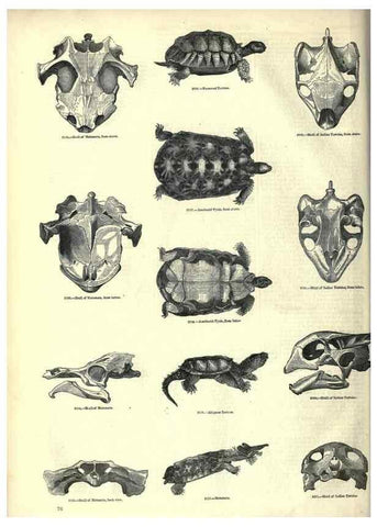 Reproducción/Reproduction 7740004766: The pictorial museum of animated nature .... London :C. Cox,[1844?]