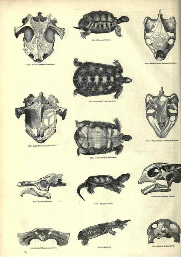 Reproducción/Reproduction 7740004766: The pictorial museum of animated nature .... London :C. Cox,[1844?]
