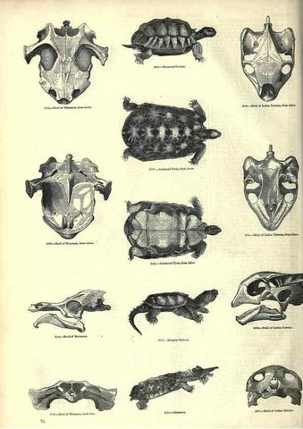 Reproducción/Reproduction 7740004766: The pictorial museum of animated nature .... London :C. Cox,[1844?]