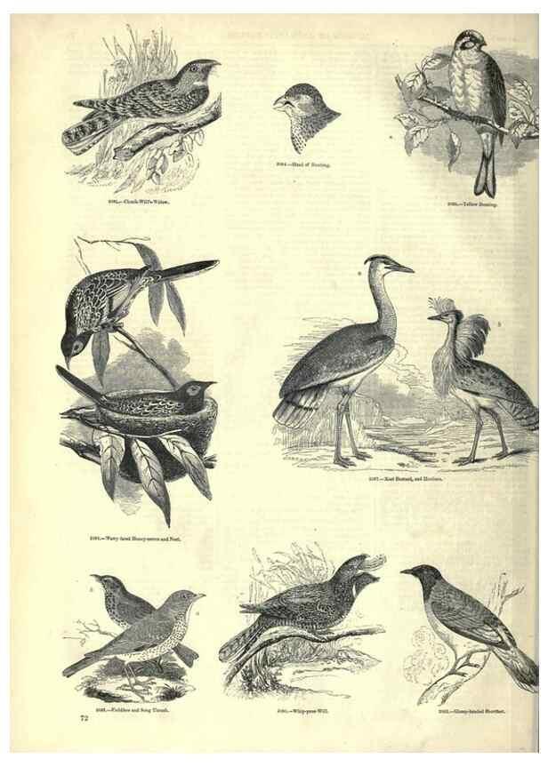 Reproducción/Reproduction 7740002928: The pictorial museum of animated nature .... London :C. Cox,[1844?]