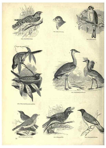 Reproducción/Reproduction 7740002928: The pictorial museum of animated nature .... London :C. Cox,[1844?]