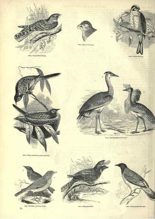 Reproducción/Reproduction 7740002928: The pictorial museum of animated nature .... London :C. Cox,[1844?]