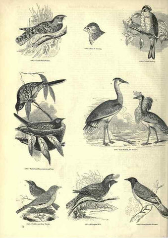 Reproducción/Reproduction 7740002928: The pictorial museum of animated nature .... London :C. Cox,[1844?]