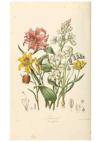 Reproducción/Reproduction 7739444748: Illustrations of the natural orders of plants with groups and descriptions.. London :Sampson Low, Son, and Marston,1868.