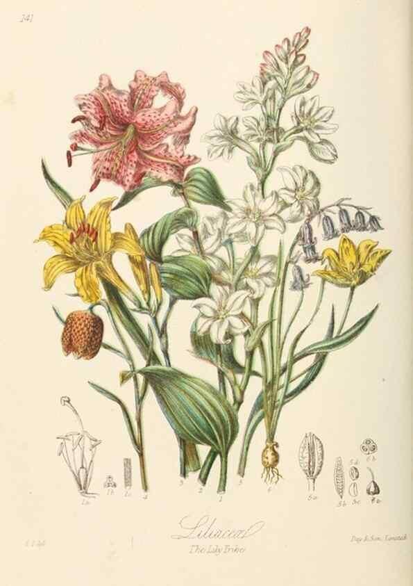 Reproducción/Reproduction 7739444748: Illustrations of the natural orders of plants with groups and descriptions.. London :Sampson Low, Son, and Marston,1868.