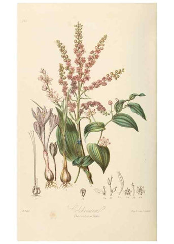 Reproducción/Reproduction 7739445644: Illustrations of the natural orders of plants with groups and descriptions.. London :Sampson Low, Son, and Marston,1868.