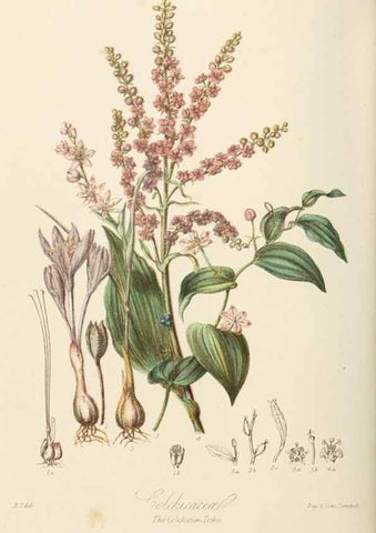 Reproducción/Reproduction 7739445644: Illustrations of the natural orders of plants with groups and descriptions.. London :Sampson Low, Son, and Marston,1868.