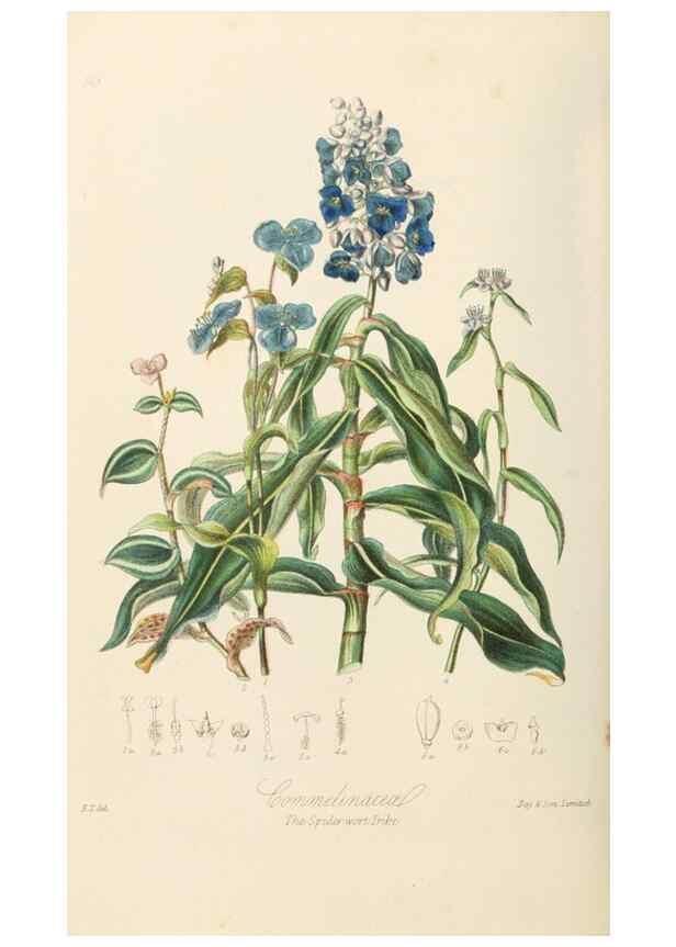 Reproducción/Reproduction 7739446648: Illustrations of the natural orders of plants with groups and descriptions.. London :Sampson Low, Son, and Marston,1868.