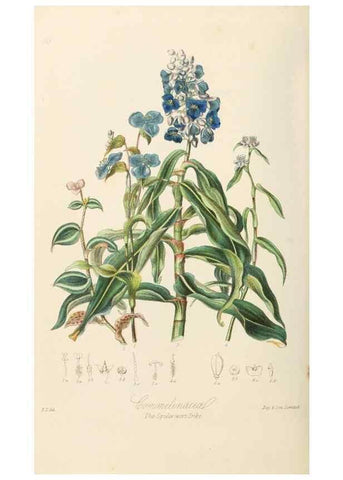 Reproducción/Reproduction 7739446648: Illustrations of the natural orders of plants with groups and descriptions.. London :Sampson Low, Son, and Marston,1868.