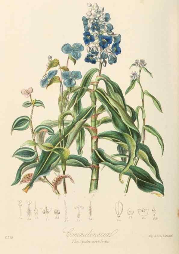 Reproducción/Reproduction 7739446648: Illustrations of the natural orders of plants with groups and descriptions.. London :Sampson Low, Son, and Marston,1868.