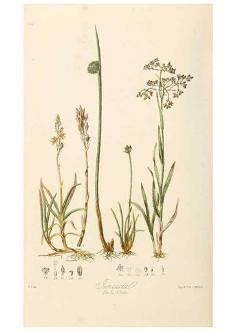 Reproducción/Reproduction 7739447446: Illustrations of the natural orders of plants with groups and descriptions.. London :Sampson Low, Son, and Marston,1868.