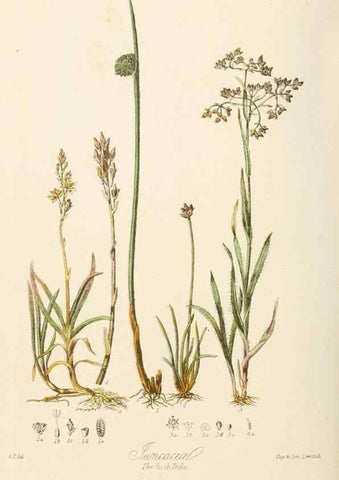 Reproducción/Reproduction 7739447446: Illustrations of the natural orders of plants with groups and descriptions.. London :Sampson Low, Son, and Marston,1868.