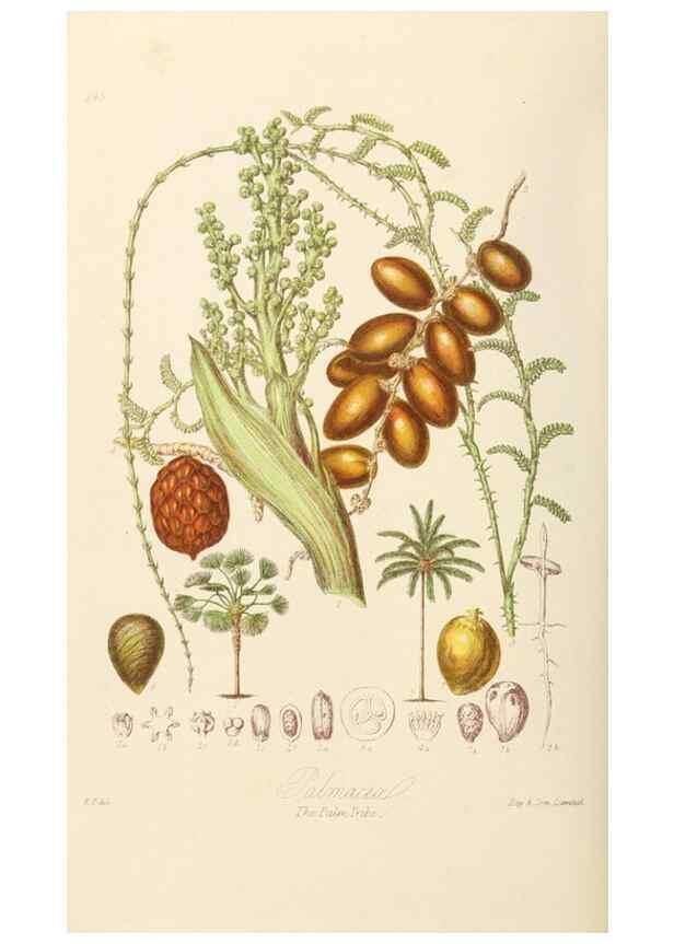 Reproducción/Reproduction 7739448296: Illustrations of the natural orders of plants with groups and descriptions.. London :Sampson Low, Son, and Marston,1868.