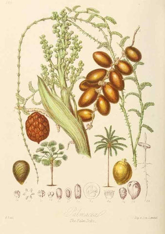 Reproducción/Reproduction 7739448296: Illustrations of the natural orders of plants with groups and descriptions.. London :Sampson Low, Son, and Marston,1868.