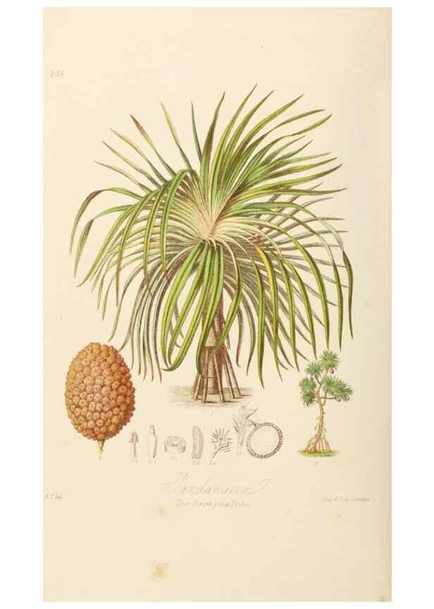 Reproducción/Reproduction 7739449164: Illustrations of the natural orders of plants with groups and descriptions.. London :Sampson Low, Son, and Marston,1868.