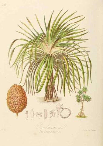 Reproducción/Reproduction 7739449164: Illustrations of the natural orders of plants with groups and descriptions.. London :Sampson Low, Son, and Marston,1868.